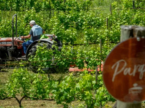 Agricultor conduciendo un tractor entre los viñedos