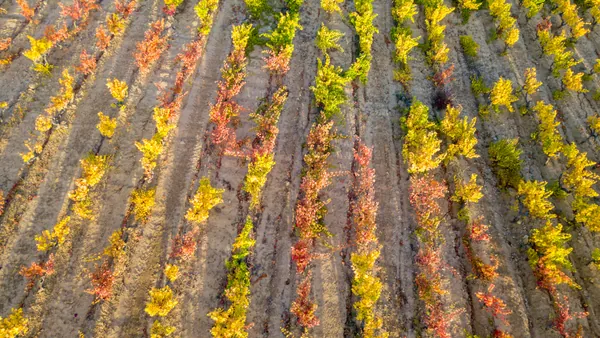 Toma aérea de un viñedo de la Rioja Alavesa en la localidad de Laguardia, País Vasco