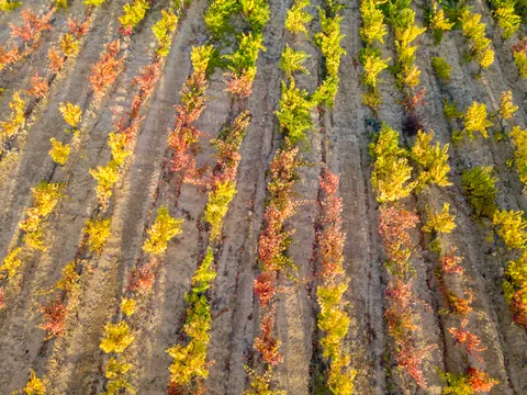 Toma aérea de un viñedo de la Rioja Alavesa en la localidad de Laguardia, País Vasco