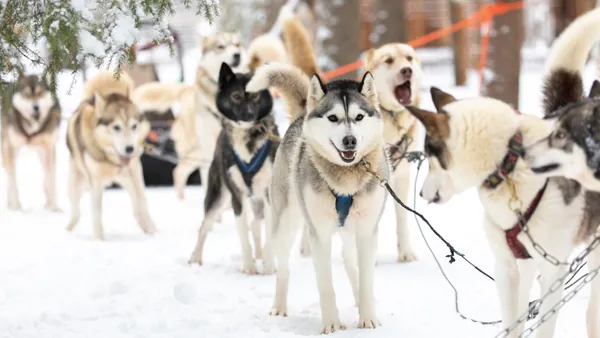 Deslízate por la nieve, guiado por huskies enérgicos en el corazón del Ártico.