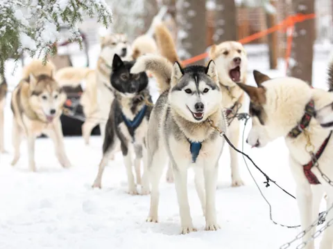 Deslízate por la nieve, guiado por huskies enérgicos en el corazón del Ártico.
