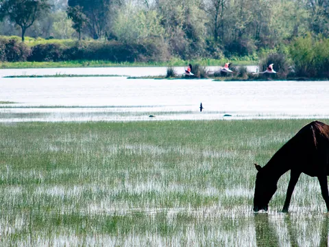 Desde Sevilla: Excursión a Doñana