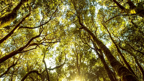 Senderismo en el Bosque de la Laurisilva