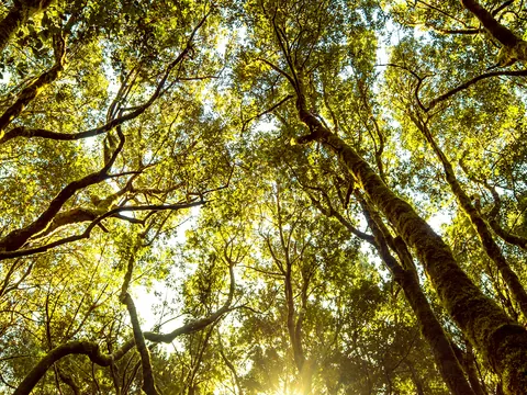 Senderismo en el Bosque de la Laurisilva