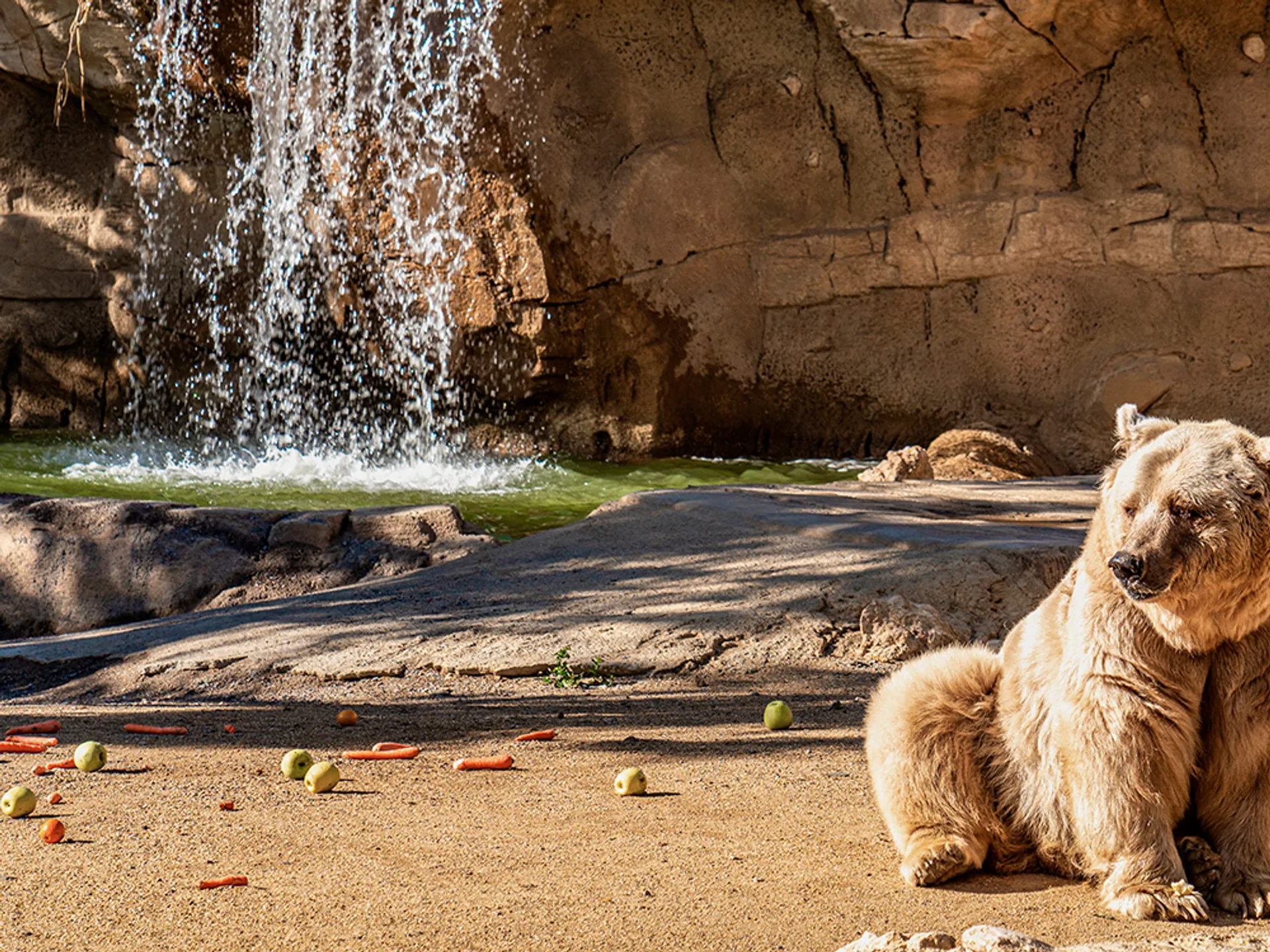 Oso en el zoo Oasys MiniHollywood Buendía Tours