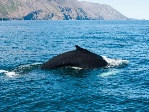 avistamiento-de-ballenas-en-reykjavik_buendía.jpg