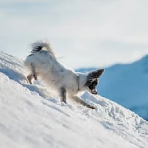 Perro corriendo en la nieve - Sierra Nevada con mascotas - Estación de Sierra Nevada - Guía de Viajes Sierra Nevada - Buendía