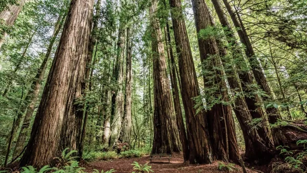 Bosque de secuoyas gigantes en Cantabria, España