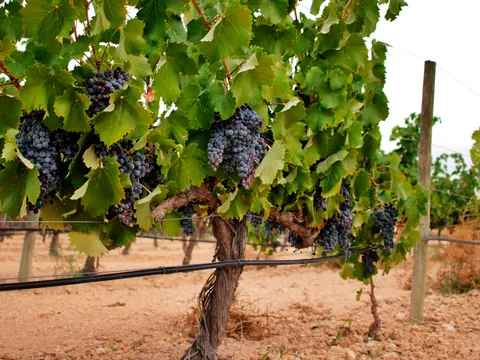 visita Bodega Madrid Romero Viñedo Bodegas Jumilla Murcia