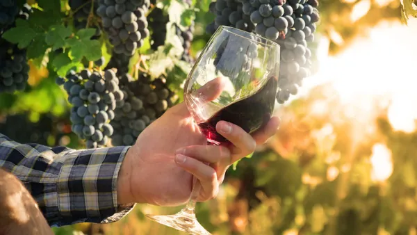 Cata Vinos Viñedo Valdevimbre visita guiada Bodegas Transporte desde León visita guiada Castilla León