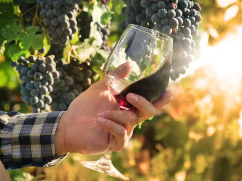 Cata Vinos Viñedo Valdevimbre visita guiada Bodegas Transporte desde León visita guiada Castilla León