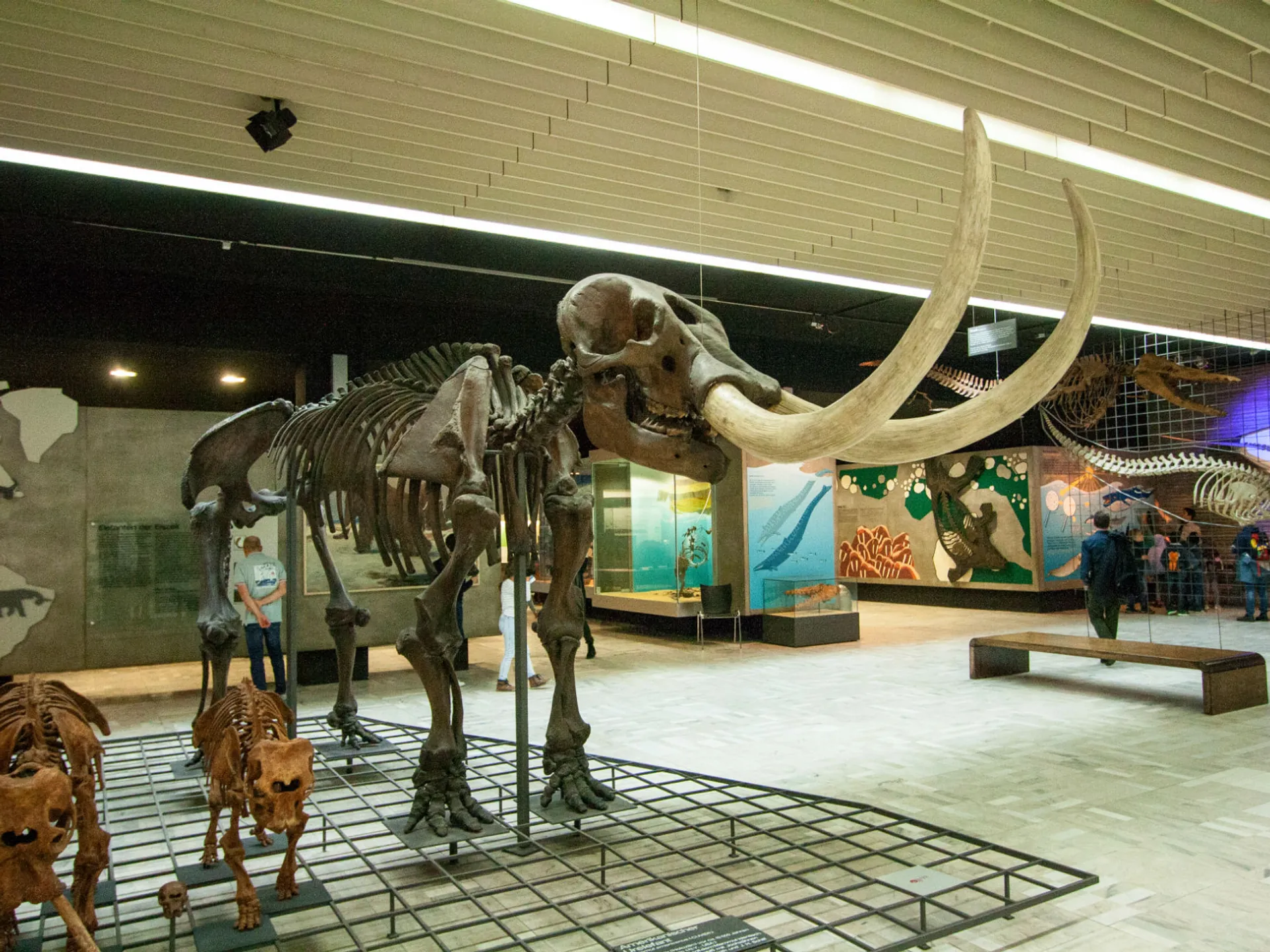 Una de las exposiciones del Museo de Historia Natural de Frankfurt