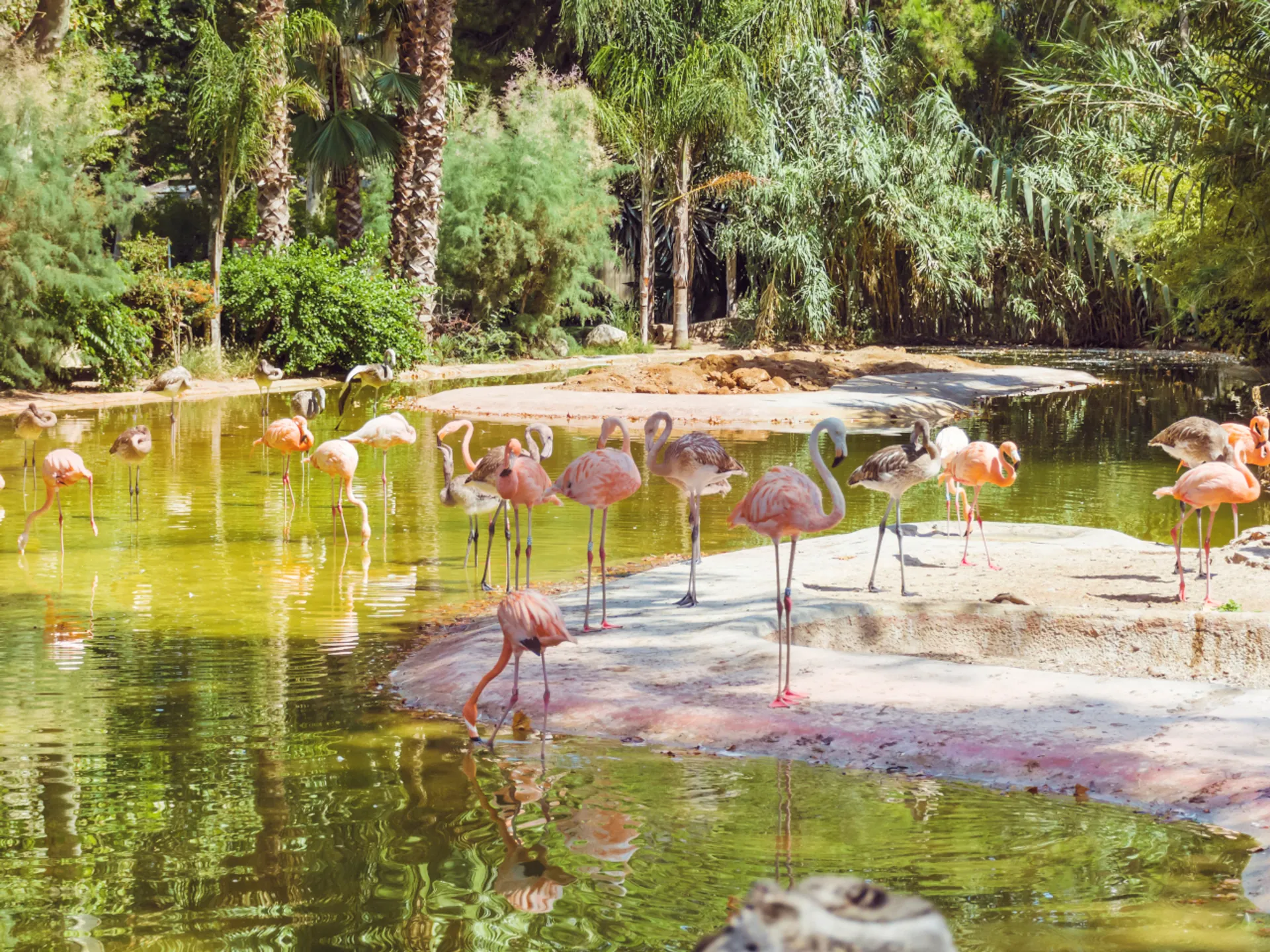Flamencos en el Zoológico de Barcelona - Arco de Triunfo de Barcelona - Qué ver en Barcelona - Guía de Viajes Barcelona - Buendía Tours