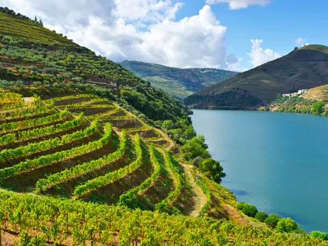 Excursión por el Valle del Duero con cata de vinos, crucero por el río y visita a Lamego desde Oporto - buendía