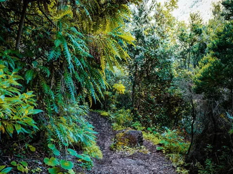Senderismo Bosque Laurisilva Trekking Rutas Galga la Palma islas Canarias