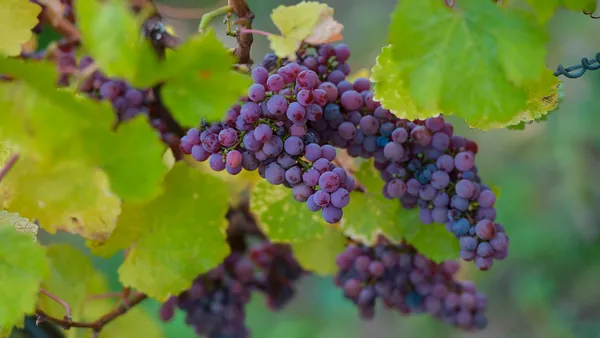 visita Bodega Ruiz Torres Cata Degustacion Enoturismo Cáceres Extremadura Buendía tours