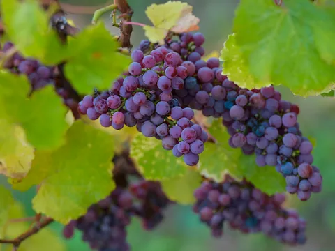 visita Bodega Ruiz Torres Cata Degustacion Enoturismo Cáceres Extremadura Buendía tours