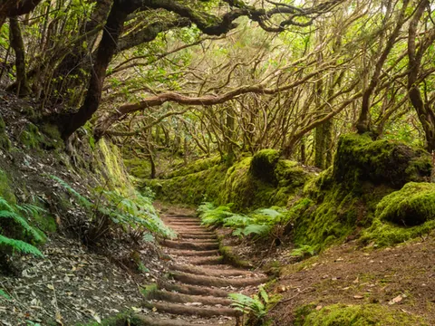Senderismo por Anaga Ruta Tenerife