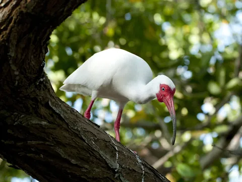 excursión Manglares Boquilla desde Cartagena Indias tour español Colombia