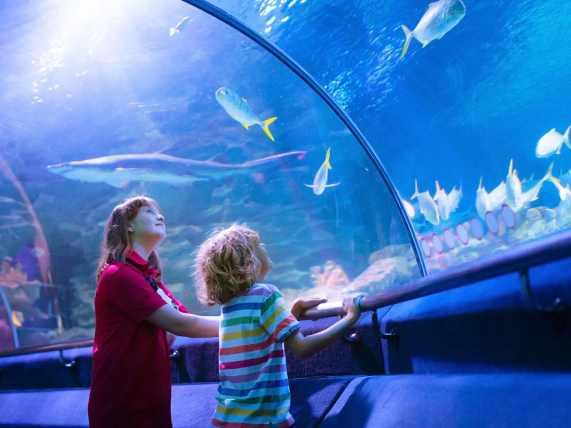 El Hemisféric o el Oceanogràfic son algunos de los museos en Valencia para niños más interesantes.