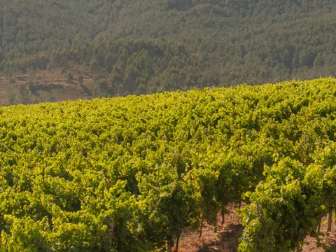 Visita y cata por la Bodega Corisca