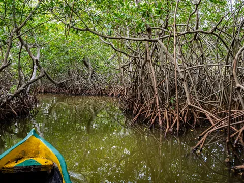 excursión Manglares Boquilla desde Cartagena Indias tour español Colombia