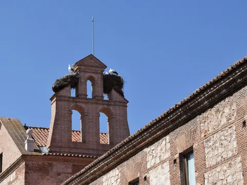 Cigueñas en una iglesia de Alcalá de Henares