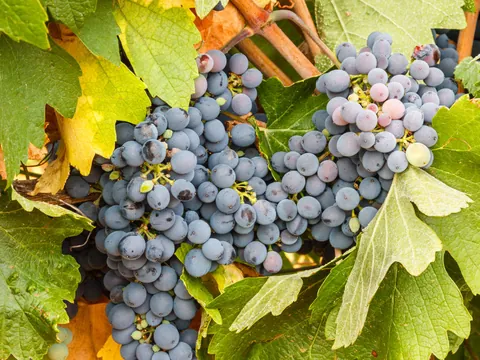 Cata Vinos Viñedo Valdevimbre visita guiada Bodegas Transporte desde León visita guiada Castilla León