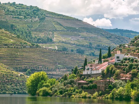 Viñedos en terrazas sobre las laderas del río Duero