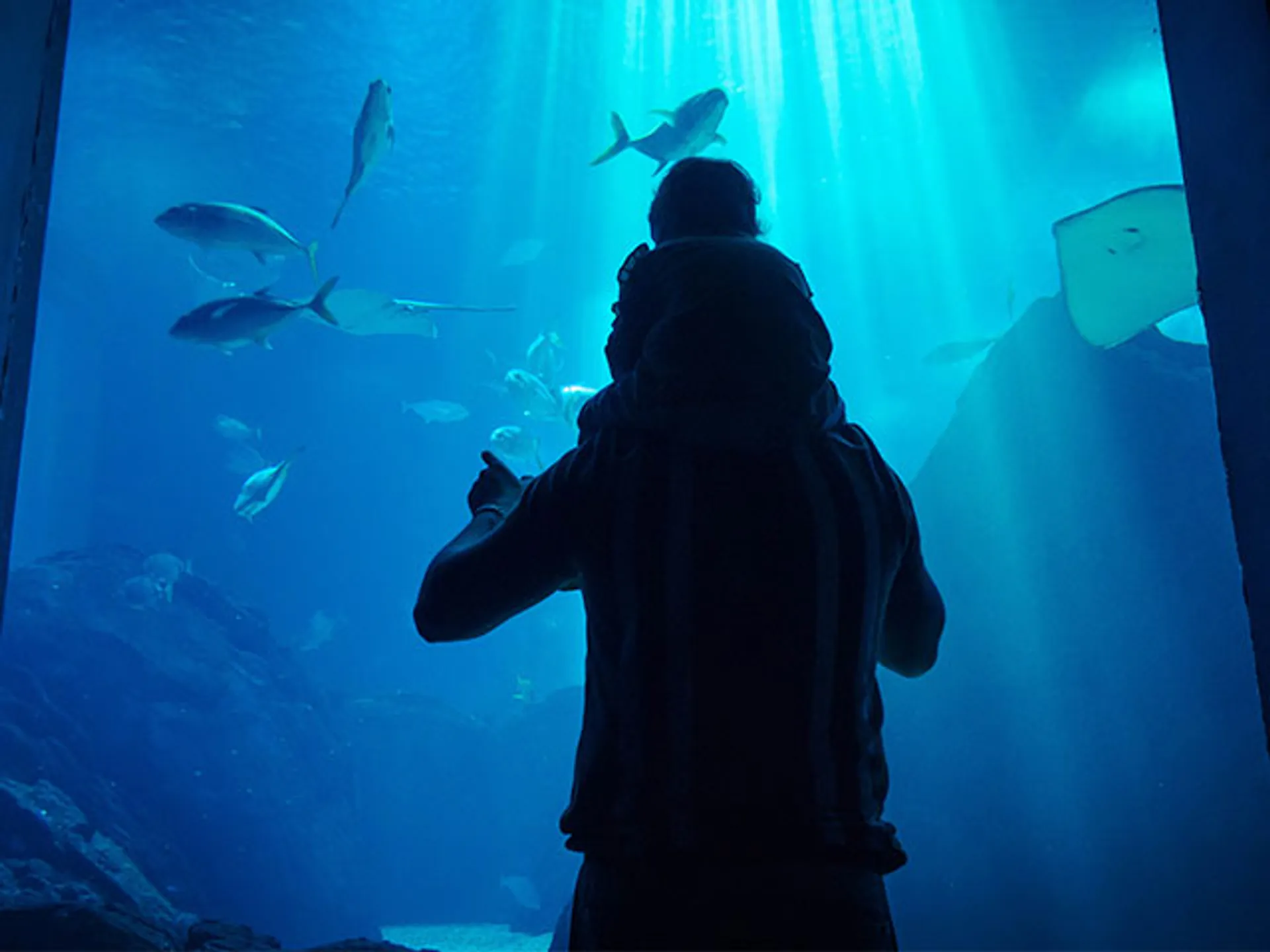 Padre e hijo mirando peces en el Oceanário de Lisboa Buendía Tours