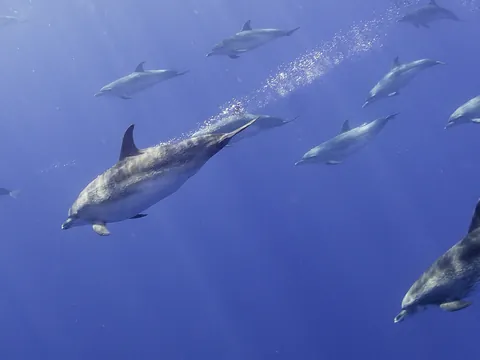 Avistamiento de delfines en el Algarve
