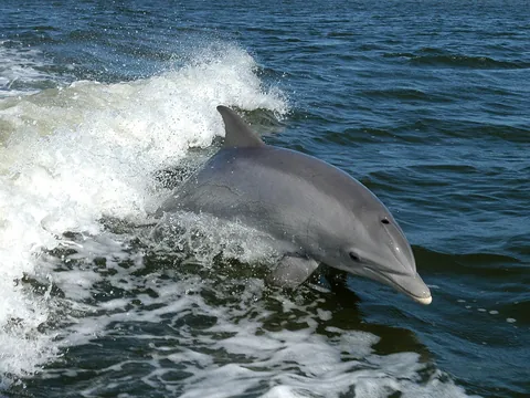 Avistamiento Delfines Fuerteventura Morro Jable Paseio barco Canarias