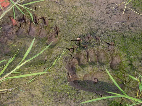 Huellas de oso pardo marcadas en un monte en Asturias
