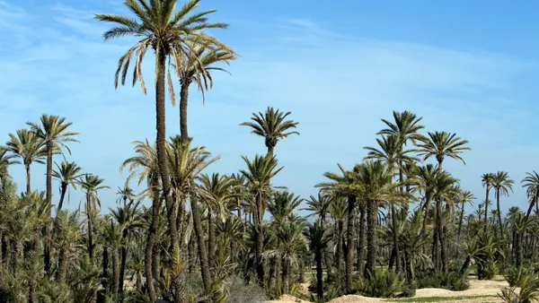 Palmeral de Marrakech durante paseo en camello, paisaje natural de Marruecos