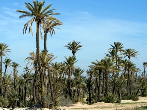 Palmeral de Marrakech durante paseo en camello, paisaje natural de Marruecos