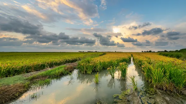 La Albufera de Valencia y largos campos de arroz