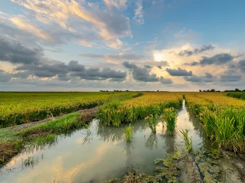 La Albufera de Valencia y largos campos de arroz