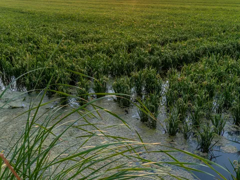 Arrozales al atardecer en el Parque Natural de la Albufera de Valencia