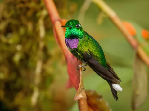 excursion-mindo-colibri-bosque-nuboso.jpg