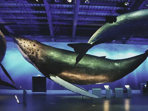 entradas Whales Iceland Exhibition Reikiavik islandia