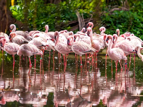 Flamencos Parque Everglades Miami Recorrido Guiado