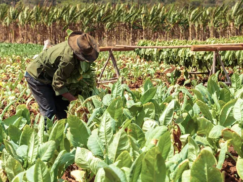 Recolección de tabaco, una de los aprendizajes que te llevarás de esta excursión privada.