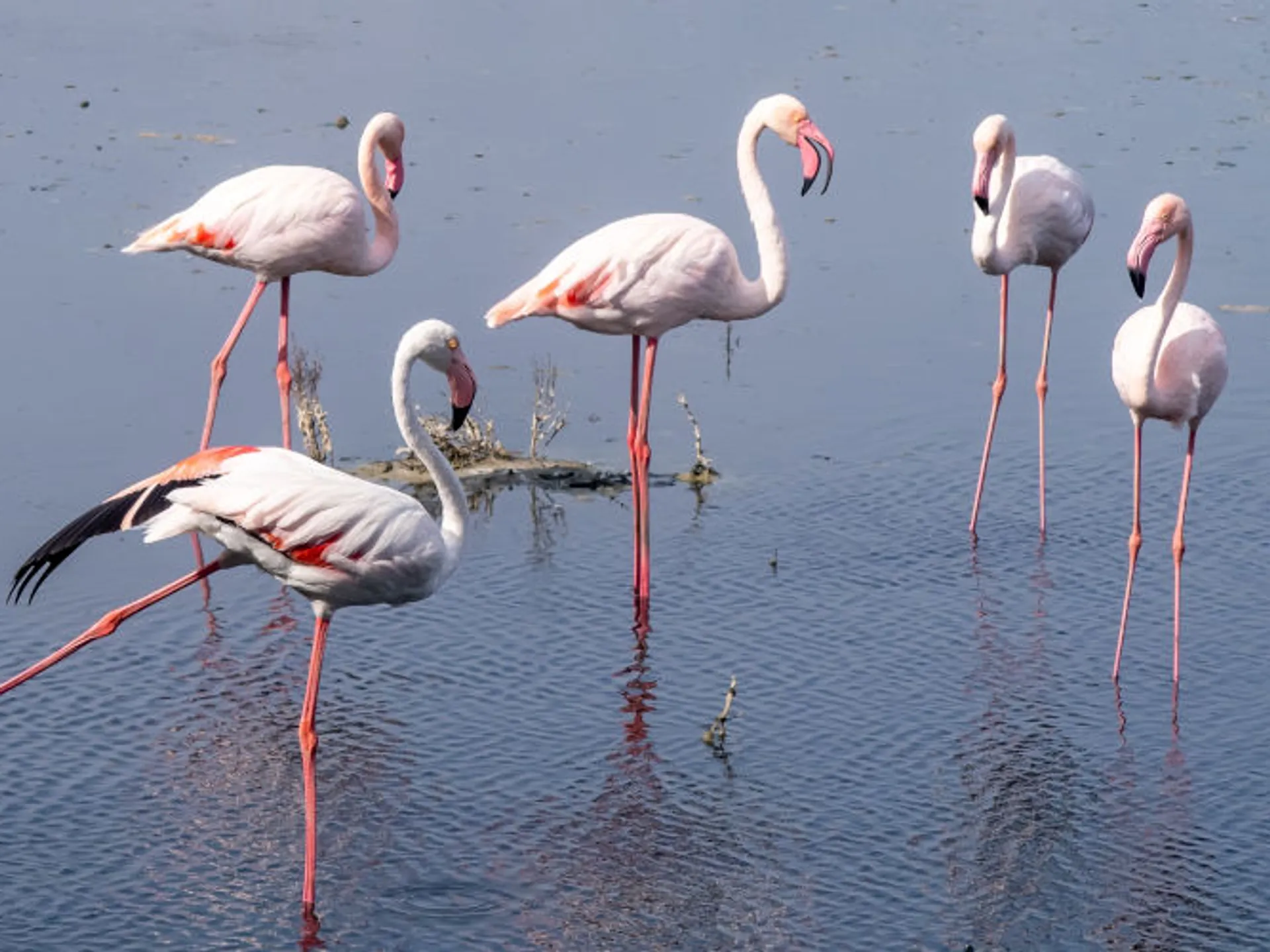 La Albufera es una de las escapadas desde Valencia que más disfrutan los visitantes, tanto por su belleza y riqueza como por su cercanía a la ciudad.