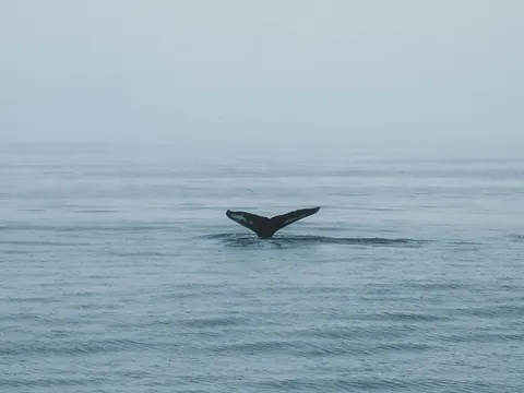 Avistamiento de ballenas desde Reikiavik