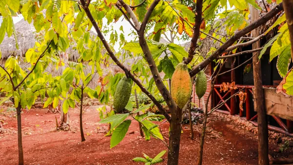 Plantacion café excursión Monkeyland Punta Cana