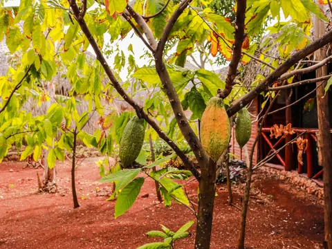 Plantacion café excursión Monkeyland Punta Cana