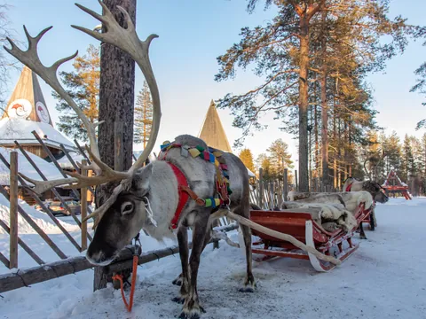 Reno con arnés colorido tirando de un trineo en un paisaje nevado, rodeado de árboles y cercas de madera en Laponia, Finlandia.