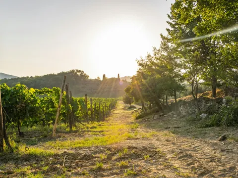 Sendero entre hileras de viñedos en la Toscana