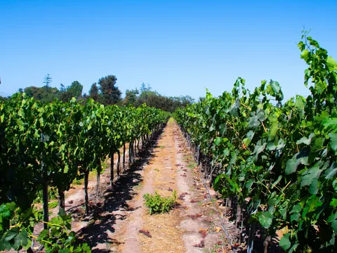 Plantación de viñas Chardonay Cabernet en la Viña Undurraga.