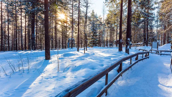 Bosque nevado con árboles altos y sol filtrándose entre las ramas, creando un paisaje invernal iluminado, típico de regiones árticas como Laponia.